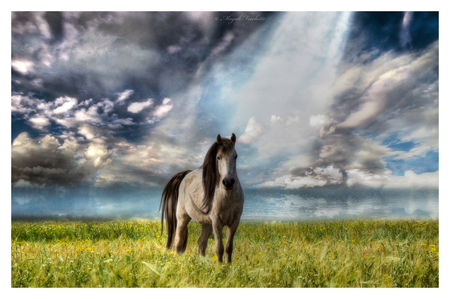 horse - sky, horse, rays, grass