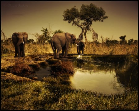 underneath_african_skies - dark, tree, skies, elephant