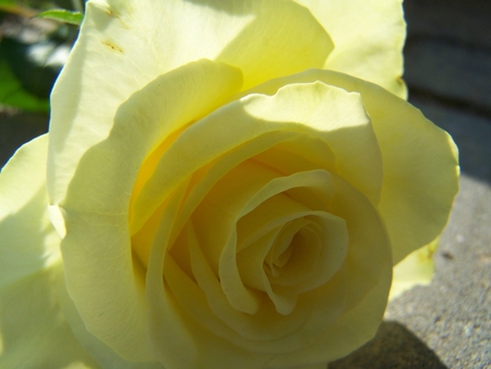 Sunshine Rose ! - bright, sunshine, lovely, pale yellow