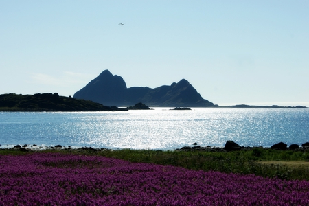 Beautiful Scenery ! - shimmering water, mountain, beautiful, flowers, lavender