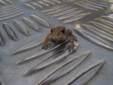 little little frog - cute, frog, little, photography