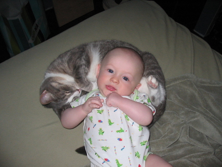 PILLOWS - pillows, animal, baby, cat