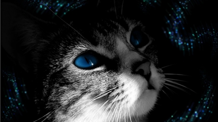 Dreaming - cat, gray, eyes, blue