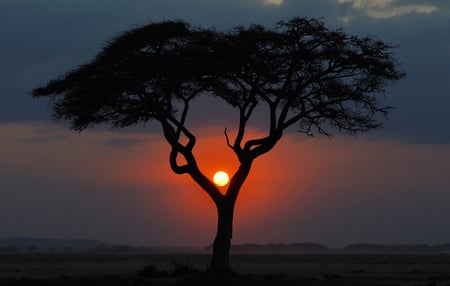 deserted - silhouette, sky, sundown, trees, popular, sun, wallpaper, sunset, africa, nature, beautiful, sunsets, desert, tree