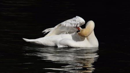 White Swan - white, picture, swan, at night, cool