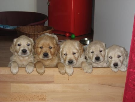 Miracles - love, miracles, labradors, brothers, animals, five, brotherhood, beautiful, souls, dogs, friends, golden, friendship