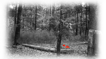 A Touch of Brightness - trees, poppies, red poppy, log, forest, firefox persona, flowers, black and white, woods