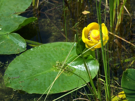 Blooming Lily - yellow, lily, green, lily pads, pond