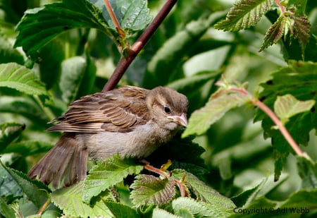 fledgling House sparrow - rspb, lbj, bird, sparrow, fledgling, wing, beak, house sparrow, garden