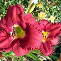 red day lilly