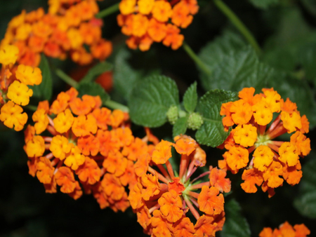 Beautiful orange flowers