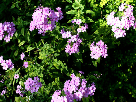 Flowers - flowers, purple flower, nature, photography