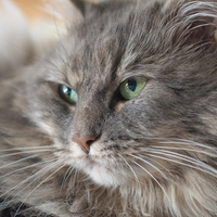 Greeneyes