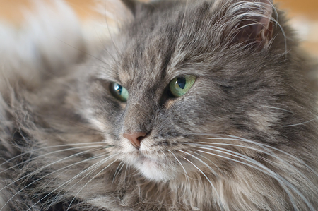 Greeneyes - cat, grey, beautiful, longhair, greeneyes