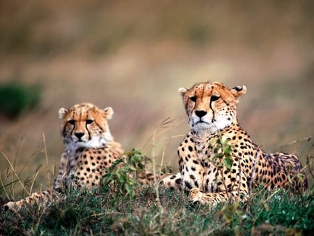 Spotting Trouble - cheetahs, field, grass, cats