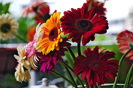 Good Morning ,Friends ! - gerbera daisies, flowers, colours, beautiful