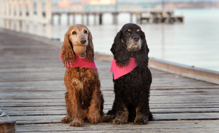 Me & My Pal - dogs, friends, beach, pier, two