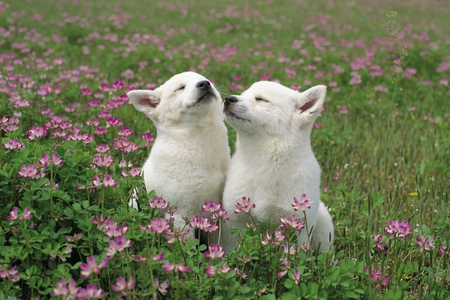 Smelling The Flowers