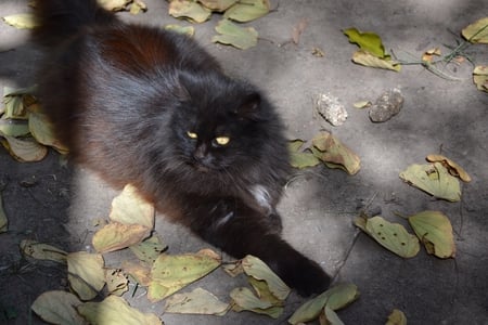 Mrs B - beautiful, persian, kitty, black