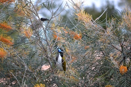 Honey Eaters - orange, flowers, pretty, birds