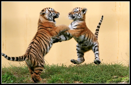 Playful Tiger Cubs - playful, cubs, cute, tiger