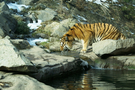 Thirsty Tiger - animal, thirsty, majestic, tiger