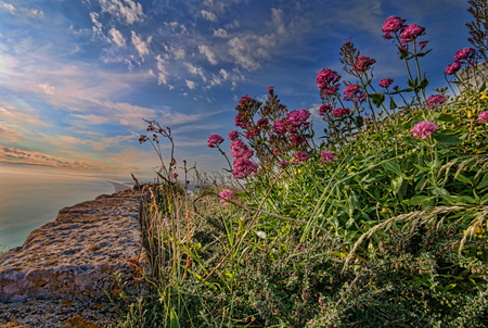 Wild flowers - blue, landscape, grass, flowers, purple, sky, other, clouds, water, beautiful, rock, beauty, ocean, white, nature, background, wild flowers