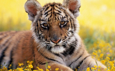 Busy Thinking - flowers, cat, cub, tiger