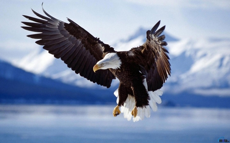 Landing - eagle, sky, bald, water