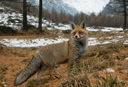 BEAUTIFUL FOX - animal, fox, beautiful, dog, wild