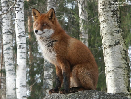 SITTING RED FOX - animal, red, dog, redfox, wild