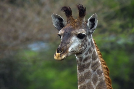 GIRAFFE HEAD - head, animal, giraffe, brown, wild