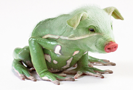 PRIG - pig, frog, funny, fantasy, hybrid, morphed, cool, amphibian, photoshop, manipulation, green