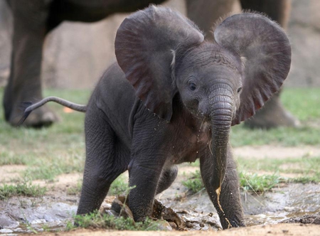 sweet baby - nature, elephant, baby, animals, sweet