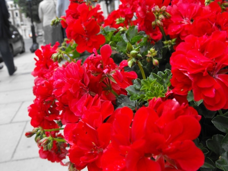 red flowers - blooms, nature, flowers, red