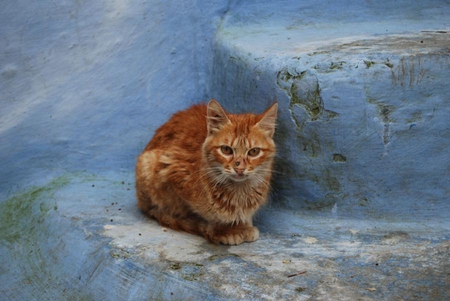 cat - street, pet, ginger, cat, animals