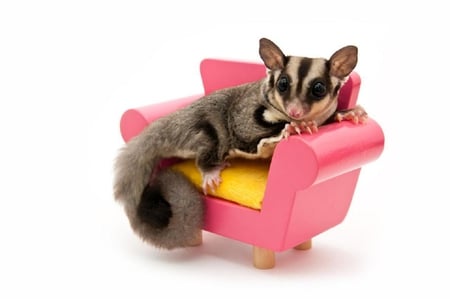 relax - funny, cute, animals, pink