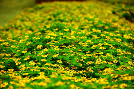 many yellow flowers - flowers, yellow, many, green