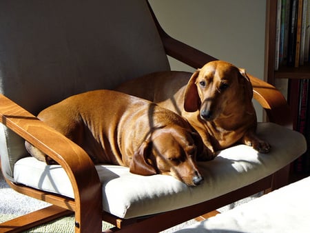 Afternoon relax ;) - relax, brown, together, friendship, love, dachshund, wonderful, afternoon, both, dogs, two, friends, animals