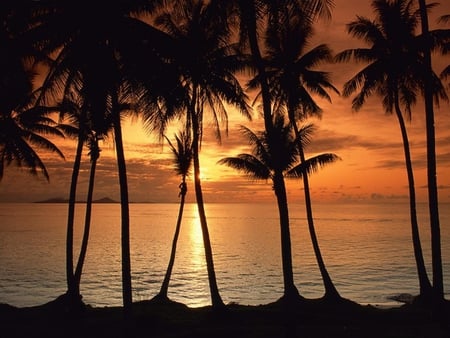 sunset-palms - clouds, palms, nature, beach, silhoutte, sunsets, reflection, sky