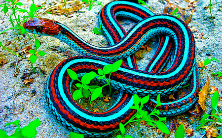 coloration de feuillage - animal, serpent, joli, multicolors