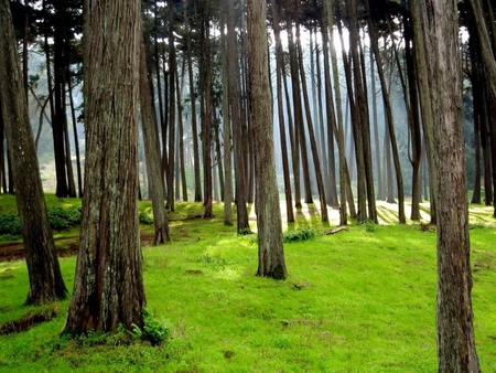 Park-in-Tripoli - nature, woods, trees, green, grass