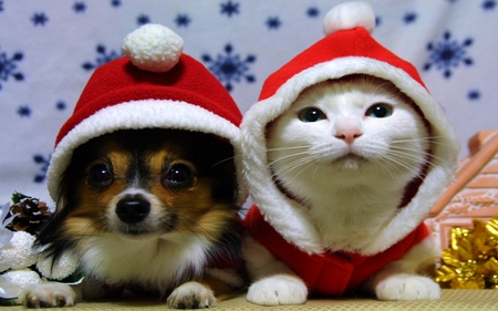 SWEET FRIENDS - dog, santa, costume, cat