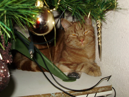 christmas cat - christmas, under, tree, cat