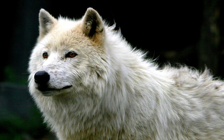 WHITE WOLF - beauty, white, wolf, wild