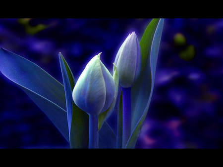 Blue the Garden - light and dark color, blue flower, fantasy, blue