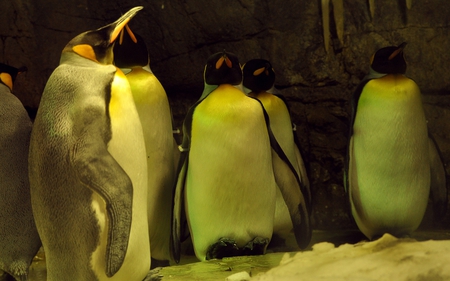 Penguins - birds, penguins, beautiful, animals, penguin