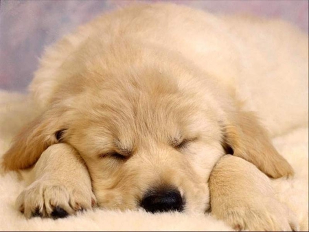 Dreaming... - tired, dog, sweet, wonderful, cute, puppy, little, golden, labrador, sleeping, animals