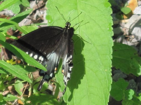 Butterfly - butterfly, black, on leaf, white spots