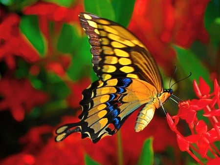 butterfly with red flowers - pretty, photography, beauty, bug, flowers, animal, nature, red, wings, butterfly, insect